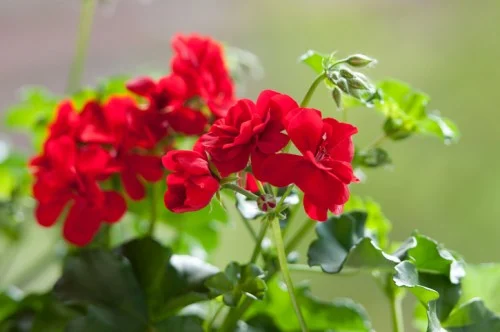 ویزا ویزا
