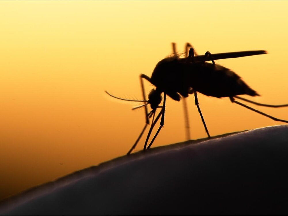 ایران در مرحله حذف مالاریا قرار دارد