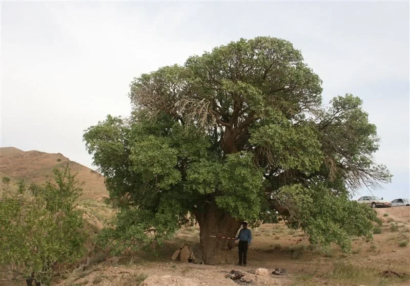 کسب و کار ایرانی