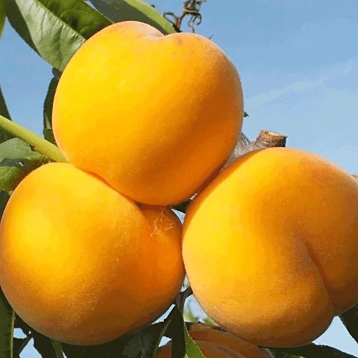 کسب و کار ایرانی