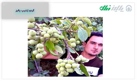 درخت |گردو درخت |گردو