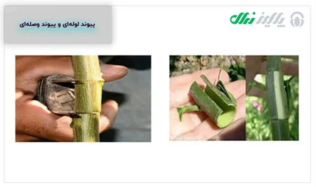 کسب و کار ایرانی