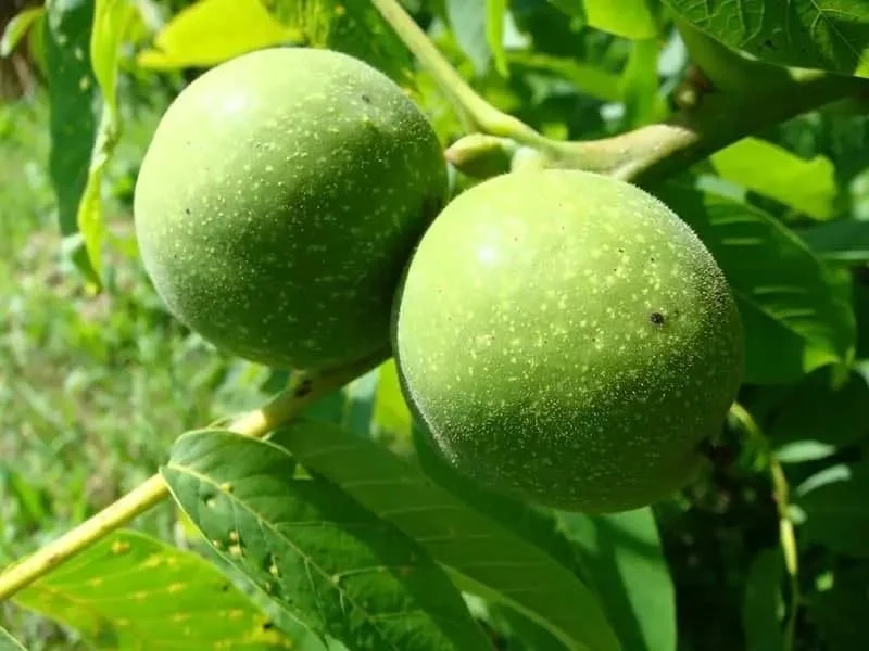 کسب و کار ایرانی
