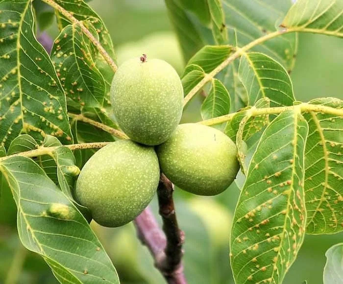 کسب و کار ایرانی