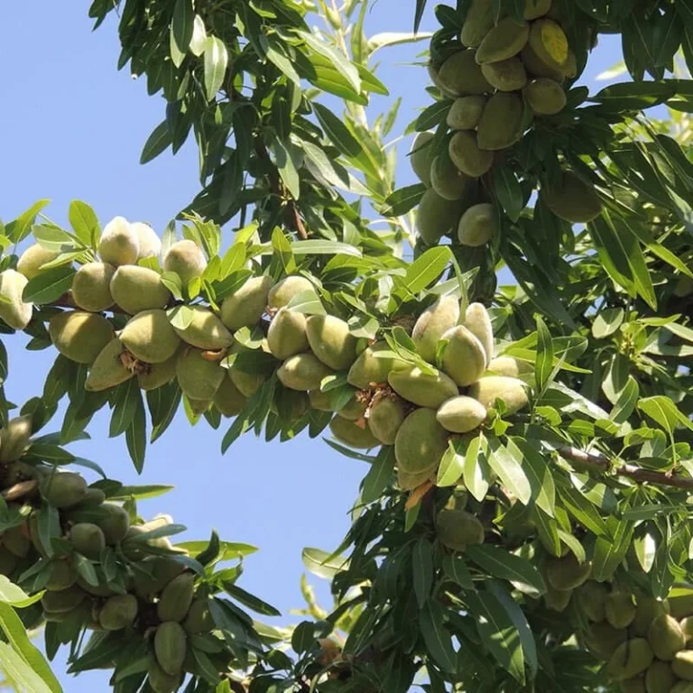 میزان باردهی درخت بادام مامایی