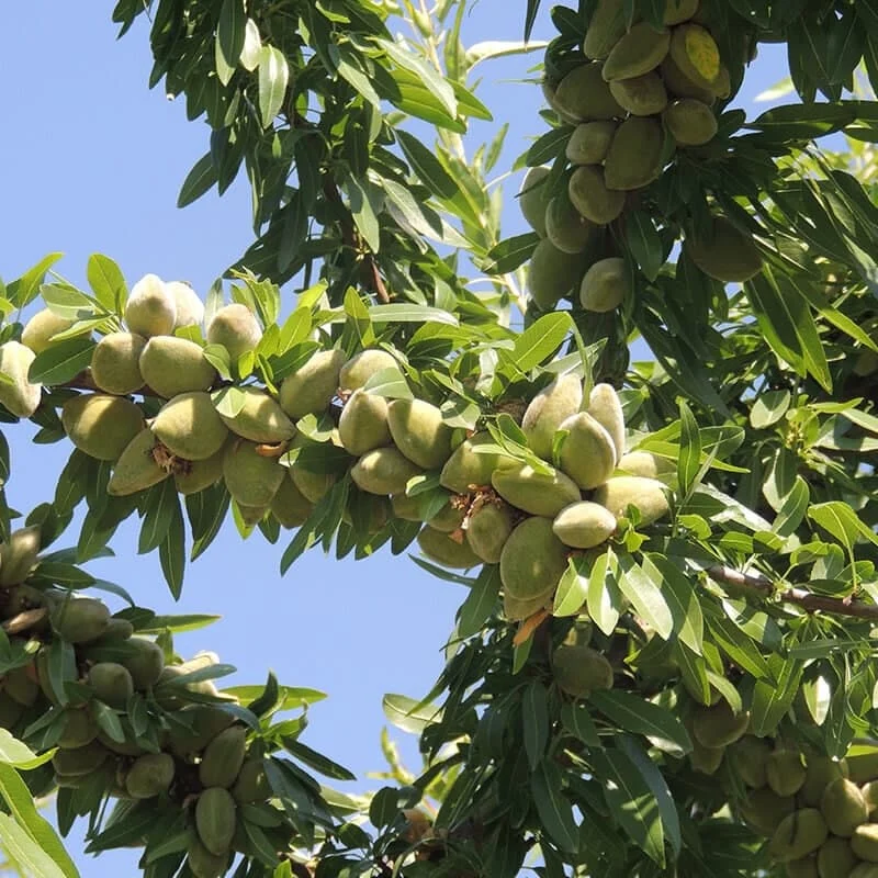 کسب و کار ایرانی