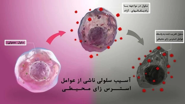 ایمنی ایمنی