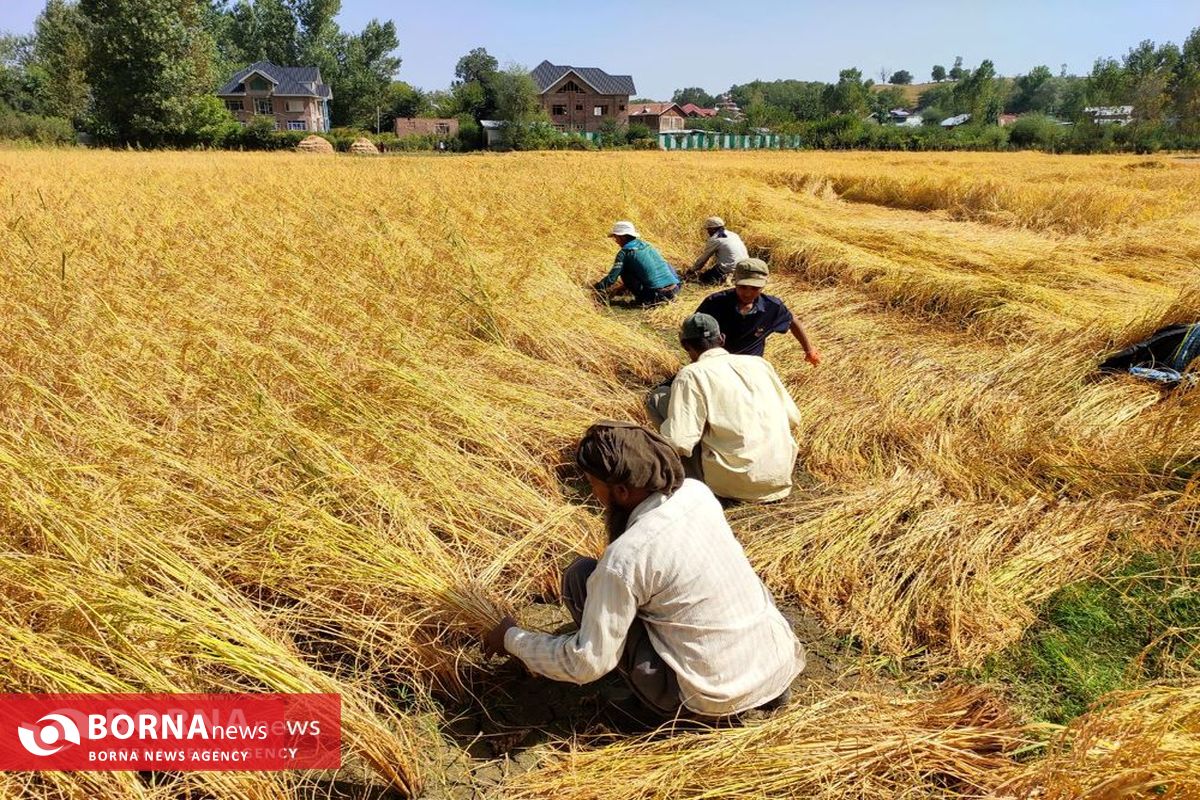 برداشت برنج در کشمیر هند