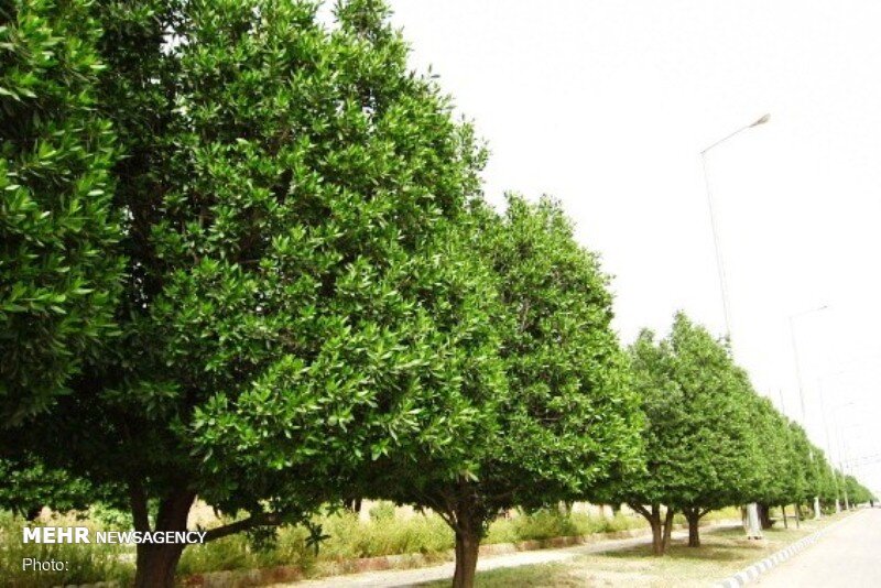 جلوگیری از قلع و قمع درختان در اهواز - خبرگزاری مهر | اخبار ایران و جهان