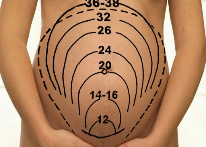 Calculation of gestational age and diagnosis of the exact age of the fetus