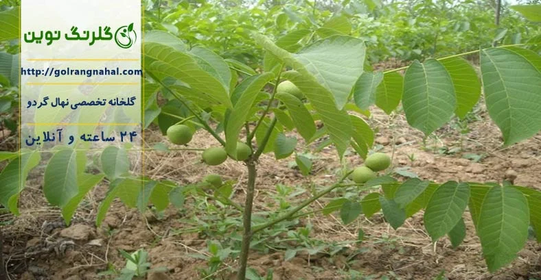 کسب و کار ایرانی