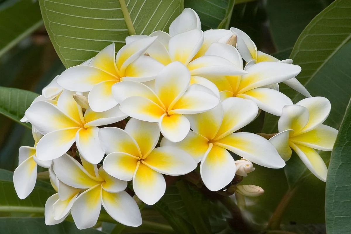 The best fragrant flowers at night
