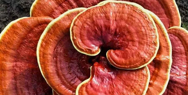طلا |گانودرما