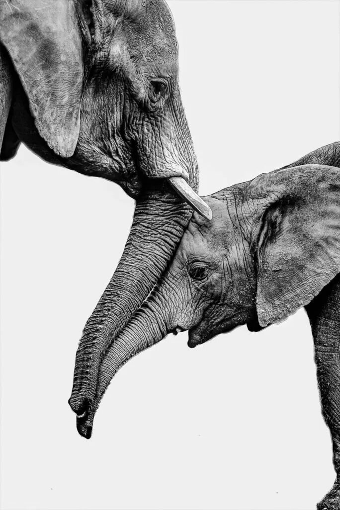 سلام فیل مادر به دخترش، بدن شفاف عروس‌دریایی قاتل و.../ برترین‌های مسابقه جهانی عکاسی سونی ۲۰۲۴/ گزارش تصویری