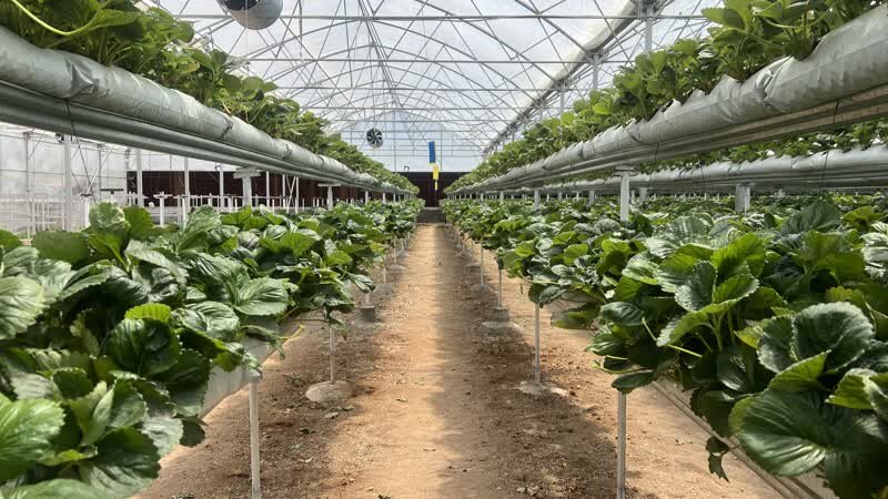 افتتاح کشت هیدروپونیک توت فرنگی در مجتمع گلخانه ای باباریز سنندج