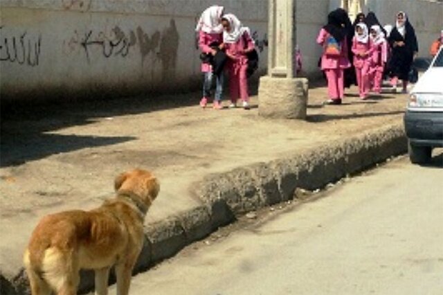 گزارش ایسنا از حمله سگ‌های ولگرد به کودکان مازندران
