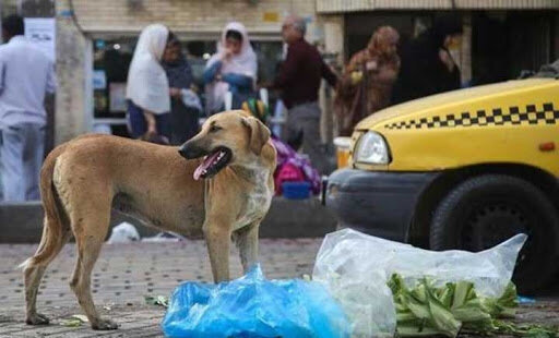 گزارش ایسنا از حمله سگ‌های ولگرد به کودکان مازندران
