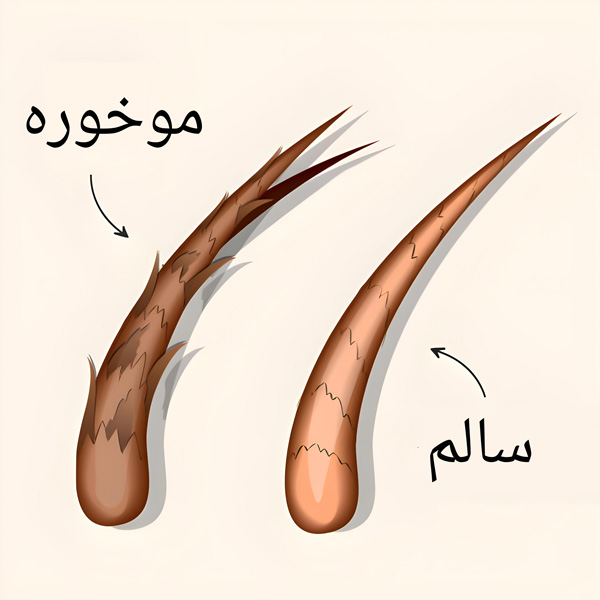 کسب و کار ایرانی