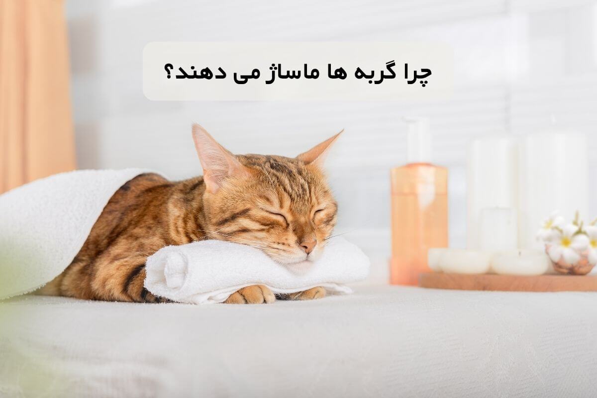 حیوان خانگی |گربه