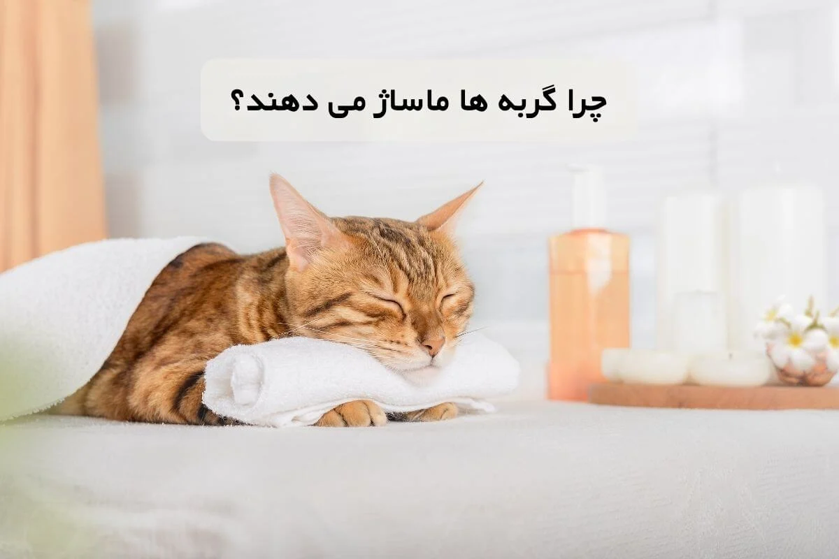 کسب و کار ایرانی