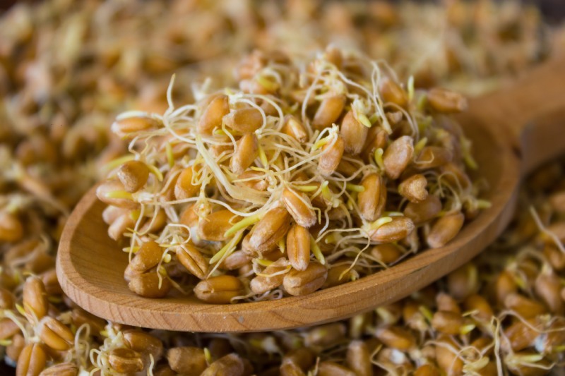 فواید شگفت‌ انگیز جوانه گندم برای سلامت بدن