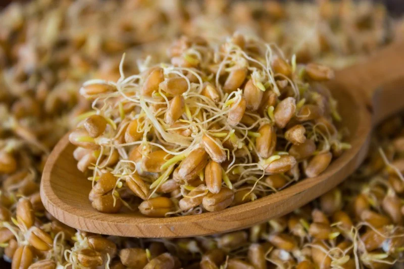 فواید شگفت‌ انگیز جوانه گندم برای سلامت بدن